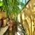 Quintal